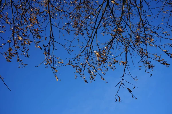 Fruits Branches Amelanchier Lamarckii January Amelanchier Lamarckii Juneberry Serviceberry Shadbush — Stockfoto