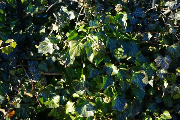 Hedera Helix January Hedera Helix Common English European Just Ivy — 스톡 사진