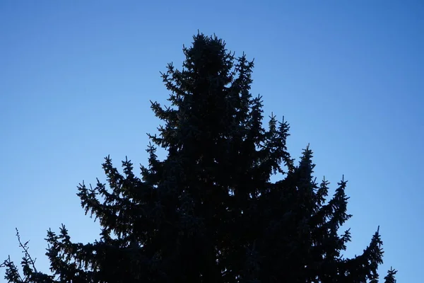 하늘을 가문비나무 베를린 — 스톡 사진