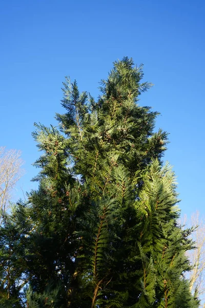 Chamaecyparis Lawsoniana Enero Chamaecyparis Lawsoniana Una Especie Conífera Familia Cupressaceae —  Fotos de Stock