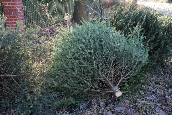 Felled Christmas Trees Collected Road Disposal January Berlin Germany —  Fotos de Stock