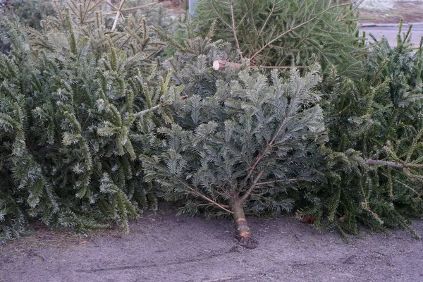 Felled Christmas Trees Collected Road Disposal January Berlin Germany —  Fotos de Stock