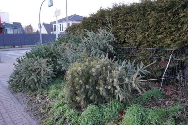 Felled Christmas Trees Collected Road Disposal January Berlin Germany — Stockfoto