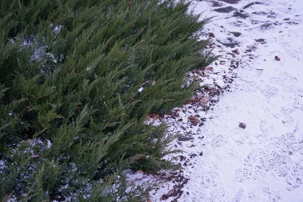 Juniperus Horizontalis Snow January Juniperus Horizontalis Creeping Juniper Creeping Cedar — Stock Photo, Image