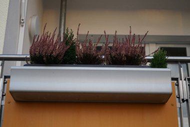 Flowers of Calluna vulgaris burgundy and conifers in a flower box on a balcony in January. Berlin, Germany