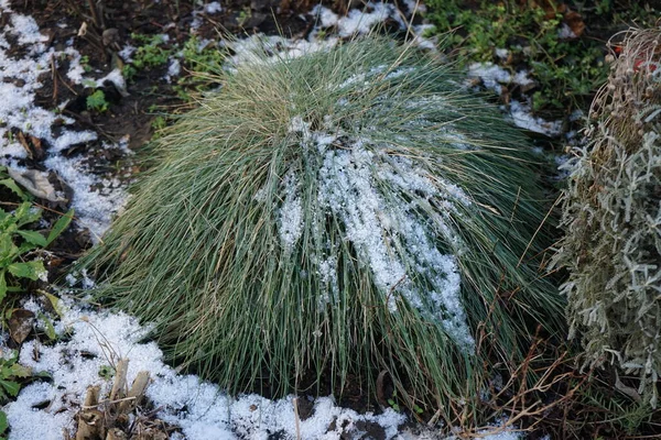 Festuca Glauca Snow January Festuca Glauca Commonly Known Blue Fescue — Stockfoto