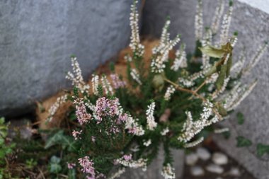 Calluna vulgaris in January. Calluna vulgaris, common heather, ling, or simply heather, is the sole species in the genus Calluna in the flowering plant family Ericaceae. Berlin, Germany