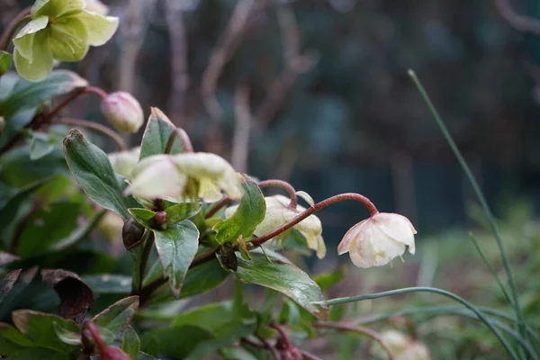 Helleborus Sahinii Winterbells Garden January Clump Forming Upright Perennial Hybrid — Stok fotoğraf