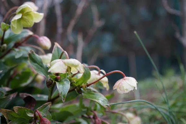 Helleborus Sahinii Winterbells Garden January Clump Forming Upright Perennial Hybrid — стокове фото