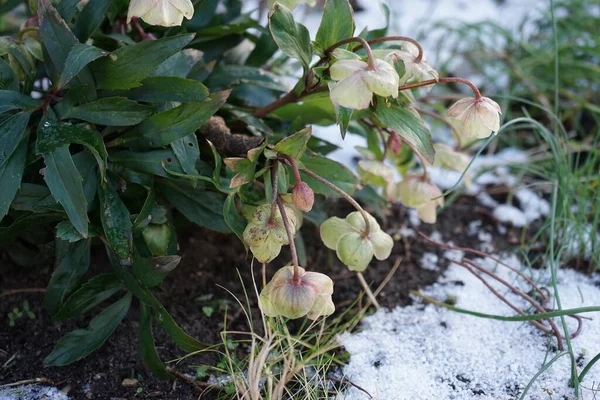 Helleborus Sahinii Winterbells Garden January Clump Forming Upright Perennial Hybrid — Stock fotografie