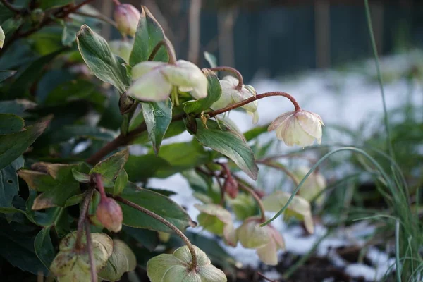 Helleborus Sahinii Winterbells Garden January Clump Forming Upright Perennial Hybrid — Stockfoto