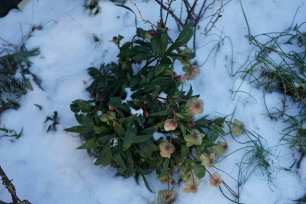 Helleborus Sahinii Winterbells Garden January Clump Forming Upright Perennial Hybrid — Stock Fotó