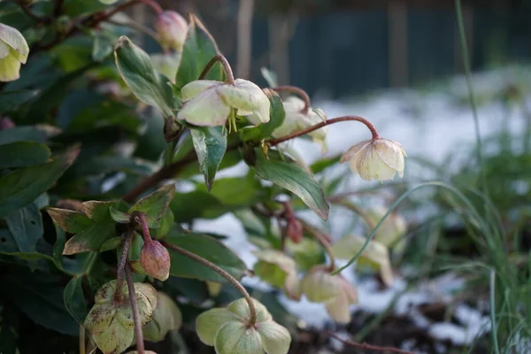 Helleborus Sahinii Winterbells Garden January Clump Forming Upright Perennial Hybrid — стоковое фото