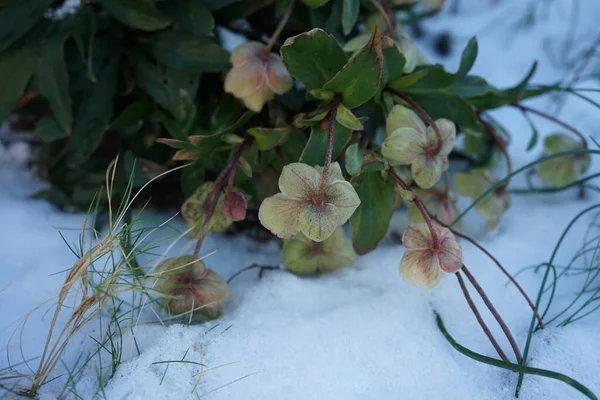 Helleborus Sahinii Winterbells Garden January Clump Forming Upright Perennial Hybrid — стокове фото