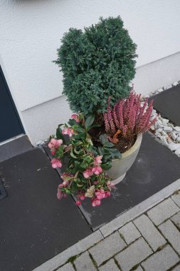 Çiçekli pembe Noel gülü ve Calluna vulgaris kış mevsiminde Chamaecyparis lawsoniana kozalaklı bitkisinin arka planına karşı. Berlin, Almanya