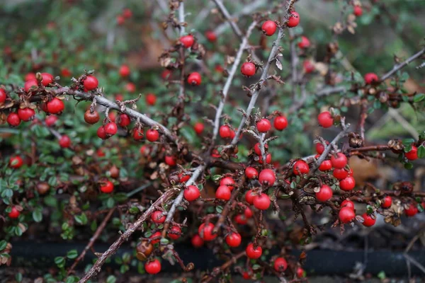 Cotoneaster Dammeri Czerwonymi Owocami Styczniu Cotoneaster Dammeri Gatunek Rośliny Rodzaju — Zdjęcie stockowe