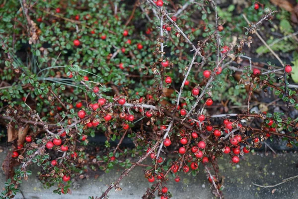 Cotoneaster Dammeri Piros Gyümölcsökkel Januárban Cotoneaster Dammeri Medvebogyó Cotoneaster Egy — Stock Fotó