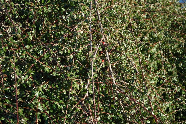 Cotoneaster Dammeri Mit Roten Früchten Januar Cotoneaster Dammeri Die Bärentraube — Stockfoto