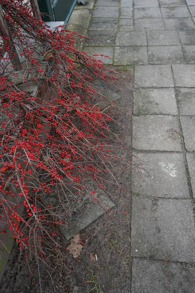 Cotoneaster Horizontalis Avec Des Fruits Rouges Janvier Cotoneaster Horizontalis Est — Photo