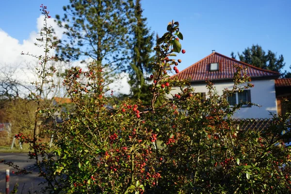 今年一月的红莓 红松属 Pyracantha 是红松科的一种大型 刺的常绿灌木属 俗称红松或红松 德国柏林 — 图库照片