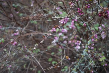 Symphoricarpos x door enbosii 'Magic Berry' kışın bitkiye yapışan sayısız pembe renkli meyve şeklindedir. Berlin, Almanya