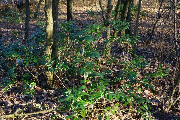 Mahonia Aquifolium Floresta Inverno Mahonia Aquifolium Uma Espécie Angiospermas Família — Fotografia de Stock