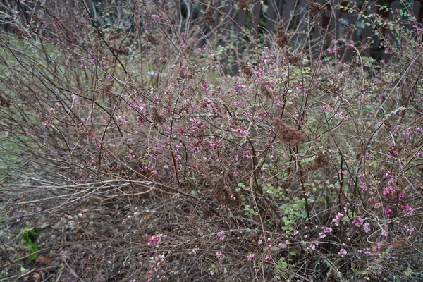 Symphoricarpos Doorenbosii Magic Berry Forme Innombrables Fruits Roses Qui Accrochent — Photo