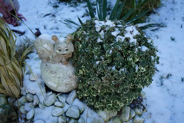 Euonymus Fortunei Emerald Gaiety Κάτω Από Χιόνι Έναν Κήπο Χειμώνα — Φωτογραφία Αρχείου