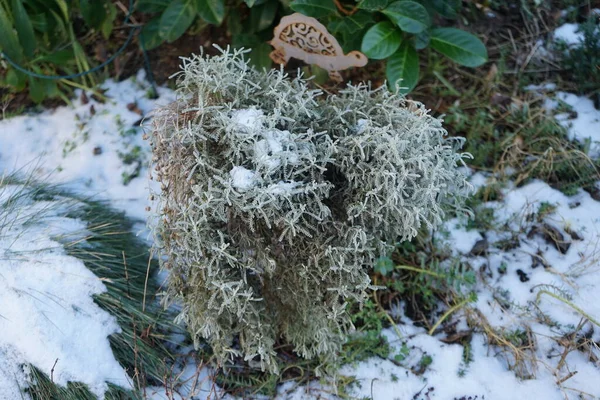 今年1月 桑多丽娜在冬园里产下了仙人掌 Santolina Chamaecyparissus Syn 金银花 Incana 棉花薰衣草 Cotton Lavender — 图库照片