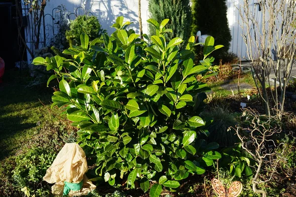 Ocak ayında bahçede erik laurocerasus. Prunus laurocerasus, ayrıca kiraz defne, defne ve bazen de İngiliz defne kuşu olarak da bilinir. Berlin, Almanya