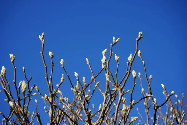 Brotes Magnolia Enero Magnolia Una Planta Con Flores Perteneciente Familia — Foto de Stock