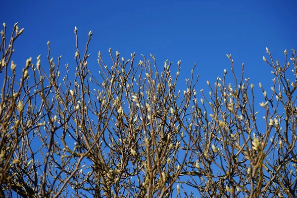 Magnolienknospen Januar Magnolie Ist Eine Blühende Pflanze Aus Der Unterfamilie — Stockfoto