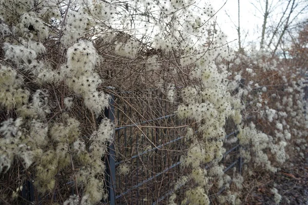 Graines Clématite Moelleuses Hiver Janvier Clematis Est Genre Amphibiens Famille — Photo