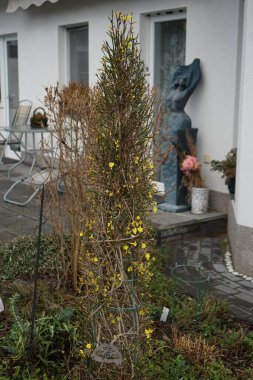 Ocak ayında bahçede çiçek açan Jasminum Nudiflorum çalısı. Jasminum nudiflorum, kış yasemini, ince ve yaprak döken bir çalıdır. Berlin, Almanya