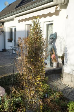 Ocak ayında bahçede çiçek açan Jasminum Nudiflorum çalısı. Jasminum nudiflorum, kış yasemini, ince ve yaprak döken bir çalıdır. Berlin, Almanya