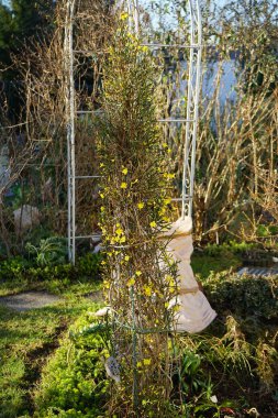 Ocak ayında bahçede çiçek açan Jasminum Nudiflorum çalısı. Jasminum nudiflorum, kış yasemini, ince ve yaprak döken bir çalıdır. Berlin, Almanya