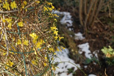 Ocak ayında bahçede çiçek açan Jasminum Nudiflorum çalısı. Jasminum nudiflorum, kış yasemini, ince ve yaprak döken bir çalıdır. Berlin, Almanya