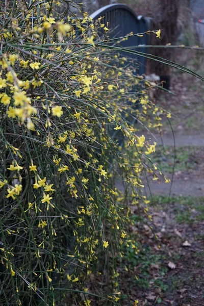 Блумінг Jasminum Nudiflorum Кущ Січні Саду Jasminum Nudiflorum Зимова Жасмина — стокове фото