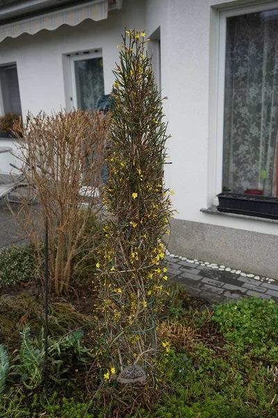Ocak ayında bahçede çiçek açan Jasminum Nudiflorum çalısı. Jasminum nudiflorum, kış yasemini, ince ve yaprak döken bir çalıdır. Berlin, Almanya
