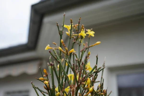 Ocak Ayında Bahçede Çiçek Açan Jasminum Nudiflorum Çalısı Jasminum Nudiflorum — Stok fotoğraf