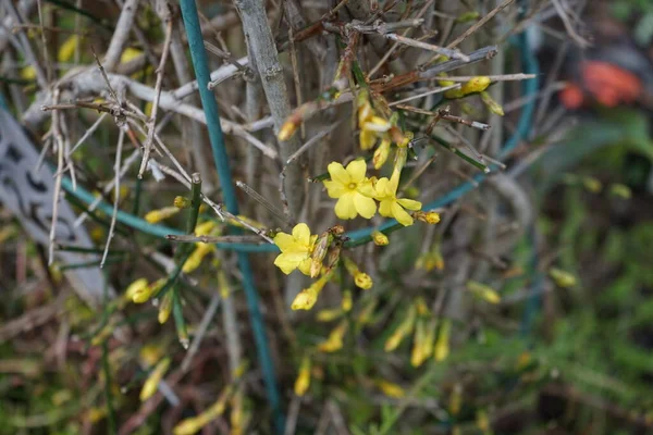 Floraison Jasminum Nudiflorum Buisson Janvier Dans Jardin Jasminum Nudiflorum Jasmin — Photo