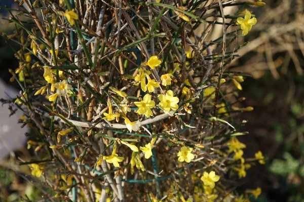 Virágzó Jasminum Nudiflorum Bokor Januárban Kertben Jasminum Nudiflorum Téli Jázmin — Stock Fotó