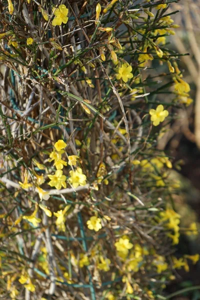 Ocak Ayında Bahçede Çiçek Açan Jasminum Nudiflorum Çalısı Jasminum Nudiflorum — Stok fotoğraf