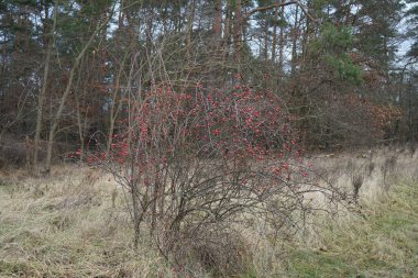 Kırmızı meyveler ocak ayında bir yaban gülü çalısının dallarında asılı. Rosa canina (yaygın olarak köpek gülü olarak bilinir), değişken bir gül türüdür. Berlin, Almanya 