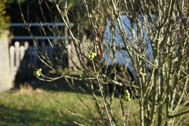 Ocak ayında Ligustrum vulgare 