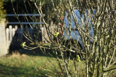 Ligustrum vulgare 