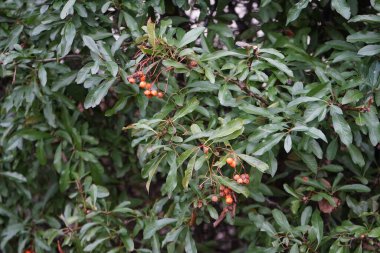 Ocak ayında Pyracantha meyveleri. Pyracantha, gülgiller (Rosaceae) familyasından büyük ve dikenli bir çalı cinsidir. Berlin, Almanya 
