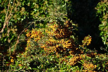 Ocak ayında Pyracantha meyveleri. Pyracantha, gülgiller (Rosaceae) familyasından büyük ve dikenli bir çalı cinsidir. Berlin, Almanya 