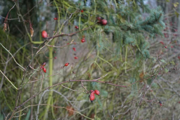 Czerwone Owoce Wiszą Gałęziach Dzikiego Krzewu Róży Styczniu Rosa Canina — Zdjęcie stockowe