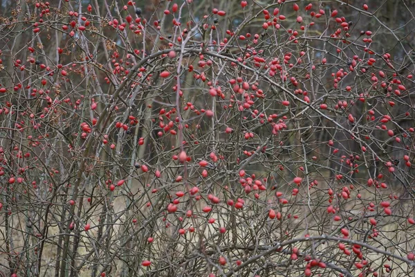 赤い果実は1月に野生のバラの茂みの枝にぶら下がります 一般的に犬のバラとして知られているローザ カニーナは 可変登山 野生のバラの種です ドイツ ベルリン — ストック写真